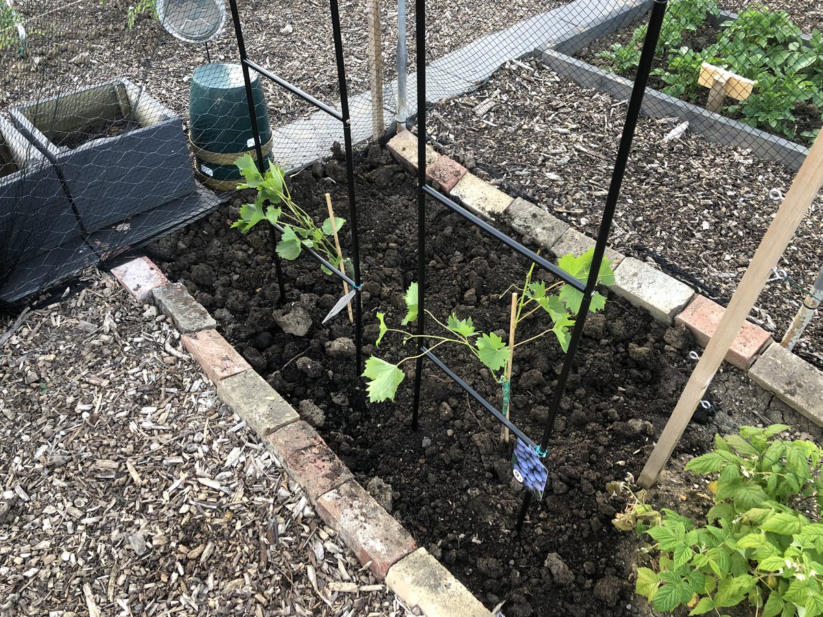 We’re giving grapes a go! Two vines planted; two trellis up. Let’s see what the next few years bring… #allotmentlife #allotment #growyourown #allotmentlove #allotmentuk