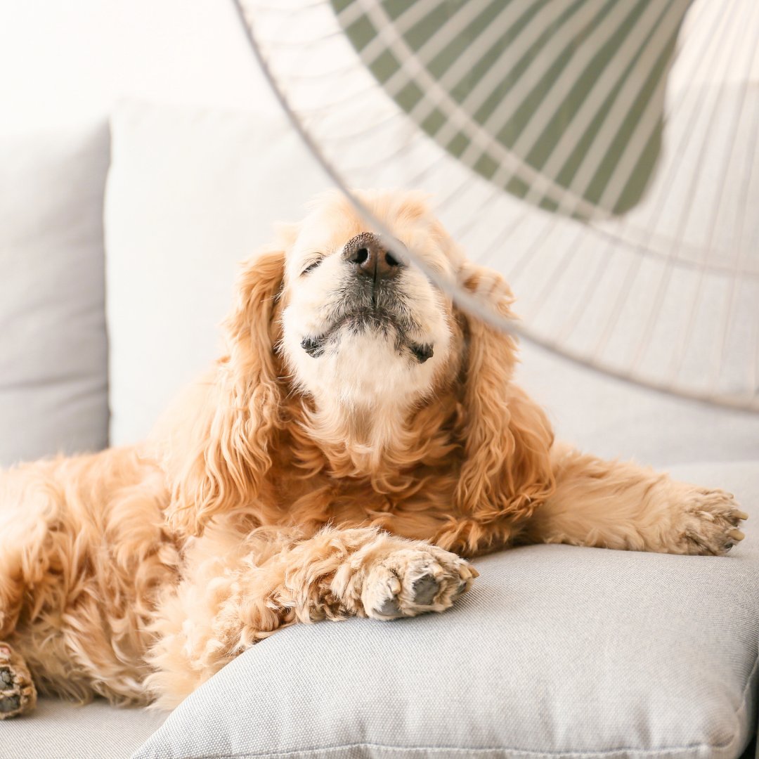 petfriendlyio's tweet image. Hot weather tip: Keep your pets cool! 
 
Provide shade, fresh water, and indoor retreats. 
 
Avoid hot pavement and never leave them in a parked car.
 
Safety first for our furbabies!
 
#summerpets #animalcare #petsafety