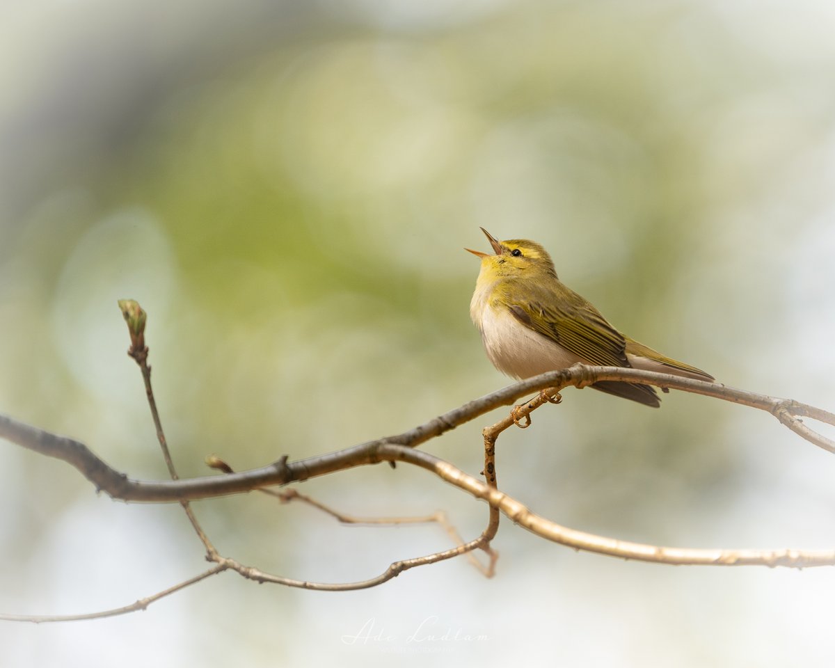 Warbler of the woods! Wood Warbler singing out into the canopy on the edge of the woodland last month. Lovely! #warbler #birdphotography #wildlifephotography #birdwatching #bokeh #sonya7iii #sony200600mm