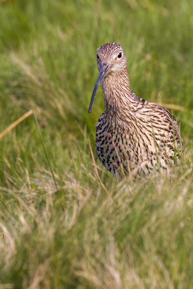 Curlew @Natures_Voice @BBCSpringwatch @BBCEarth @WildlifeTrusts @wildlife_uk @britishbirds @BirdGuides @CanonUKandIE @_BTO @AMAZINGNATURE #TwitterNatureCommunity @natureslover_s @BirdWatchingMag #BBCWildlifePOTD #EOSR