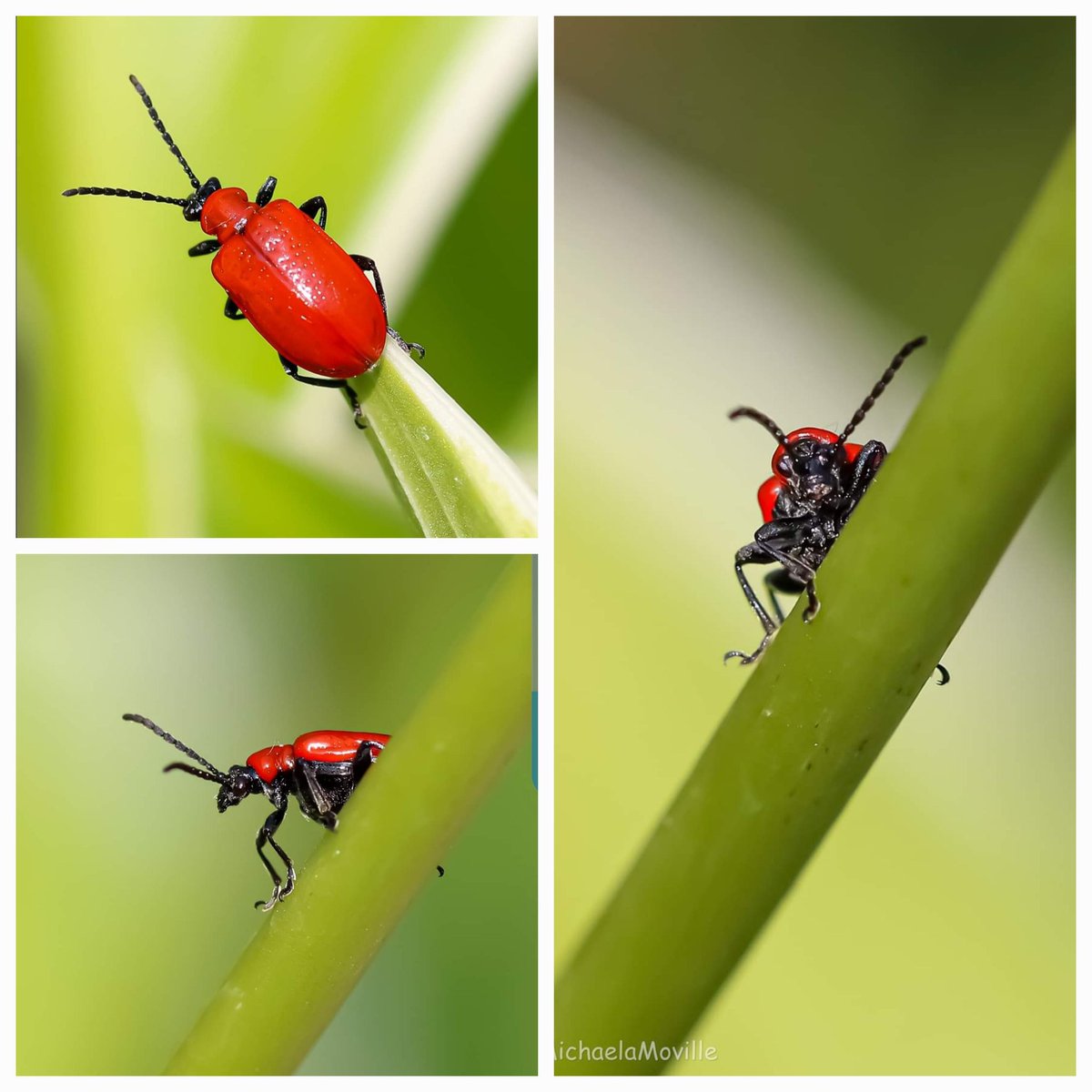 Lily beetle in the garden @MacroHour @Britnatureguide @nationaltrust @NaturePortfolio @NatureUK @Team4Nature @insectweek @Buzz_dont_tweet @homesforbugs @Lancswildlife