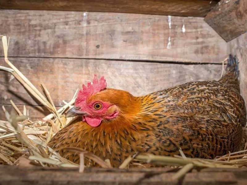 EdTimeToLearn's tweet image. Jeni went broody!

Check out these #Handmade #NestingBoxes for #Chickens "#Rustic and #durable for #generations" With the low and competitive price of $20 each.

#Sacramento #Chicken  #NestingBox