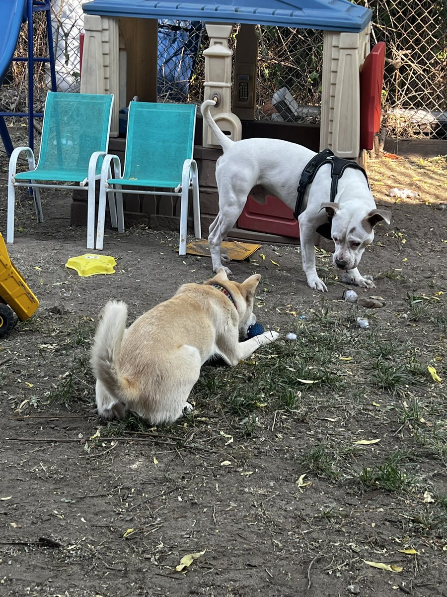 Princess Leia (Husky, Sharpei, German Shepherd) and Haze (Pitbull)