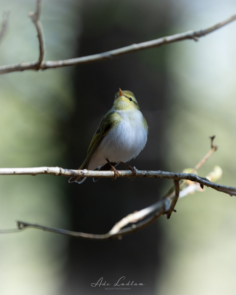 AdeLudlamPhoto's tweet photo. One of my favourite Wood Warbler images taken last month in local woodlands. Natural spotlight in the morning sun. Love that eye stripe!
#BirdsOfTwitter #TwitterNatureCommunity @BBCSpringwatch @Natures_Voice #BBCWildlifePOTD @NatureUK https://t.co/T4SEHAd72z