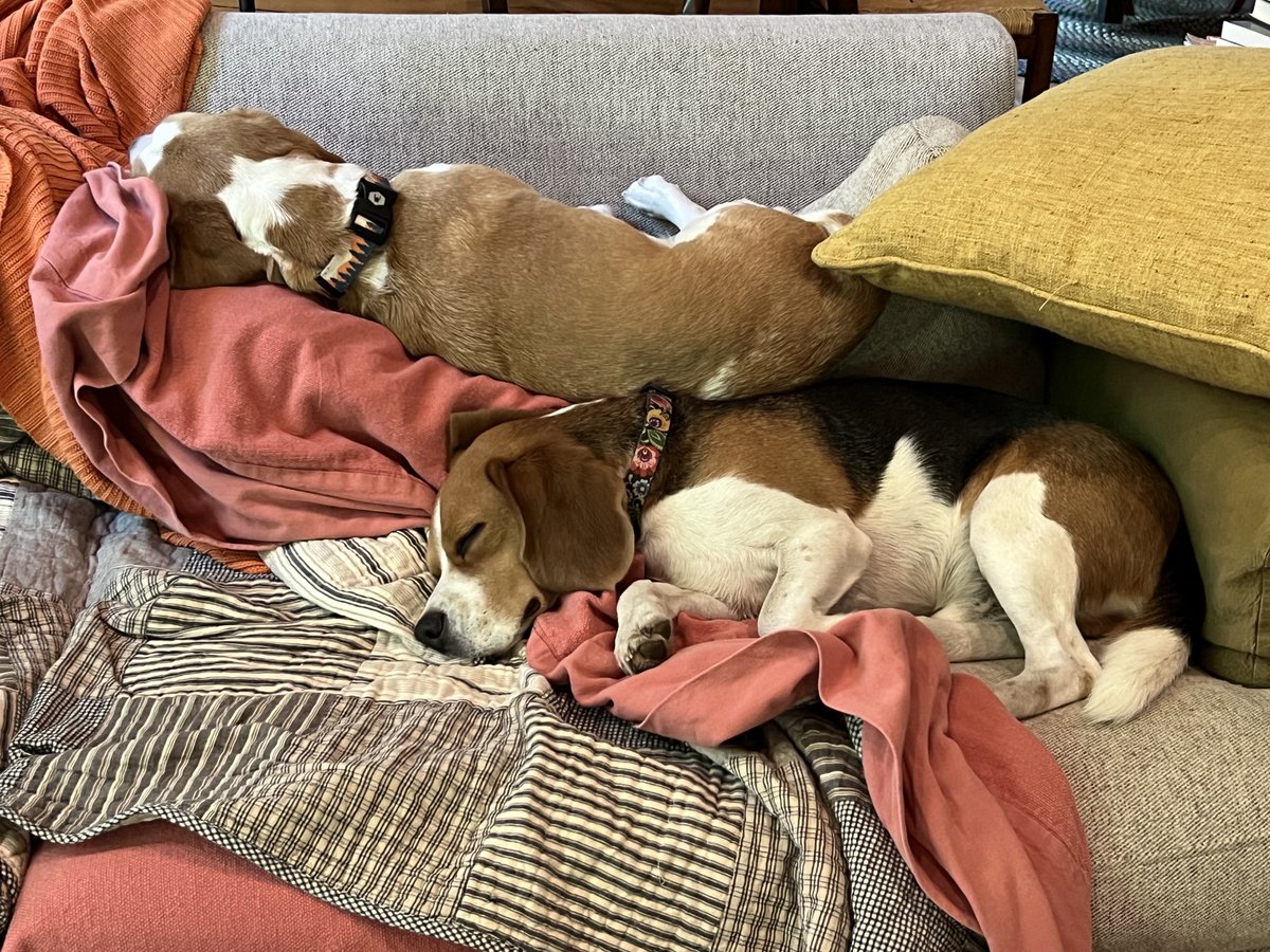 As senior dog, I get the top bunk on the couch.
-Hazel