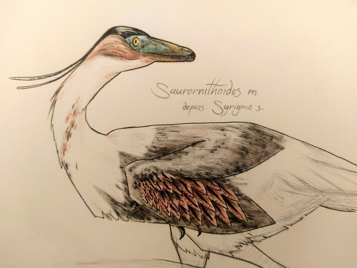 maperns's tweet image. Drawing club, troodontid inspired by a whistling egret.
Micron &amp;amp; brush pens, colored pencils.