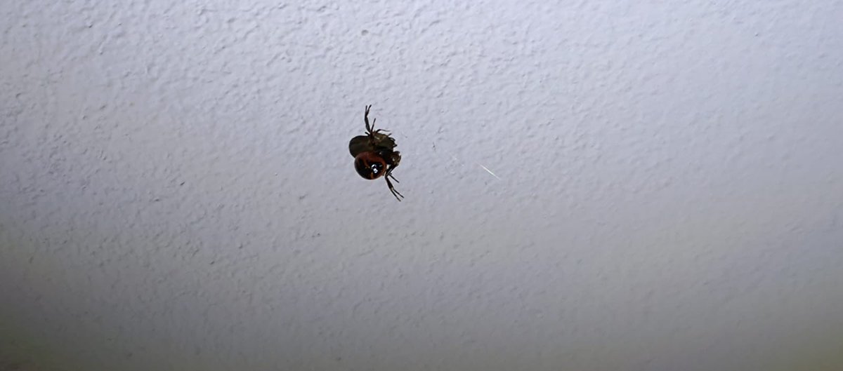 westofelizabeth's tweet photo. Esta araña ha aparecido en mi casa (vivo en el campo, en Madrid). Tengo 4 cobayas y 3 perras y tengo miedo que sea peligrosa para ellas. ¿Qué es? @Arachno_Cosas https://t.co/C4Wo1TxFND