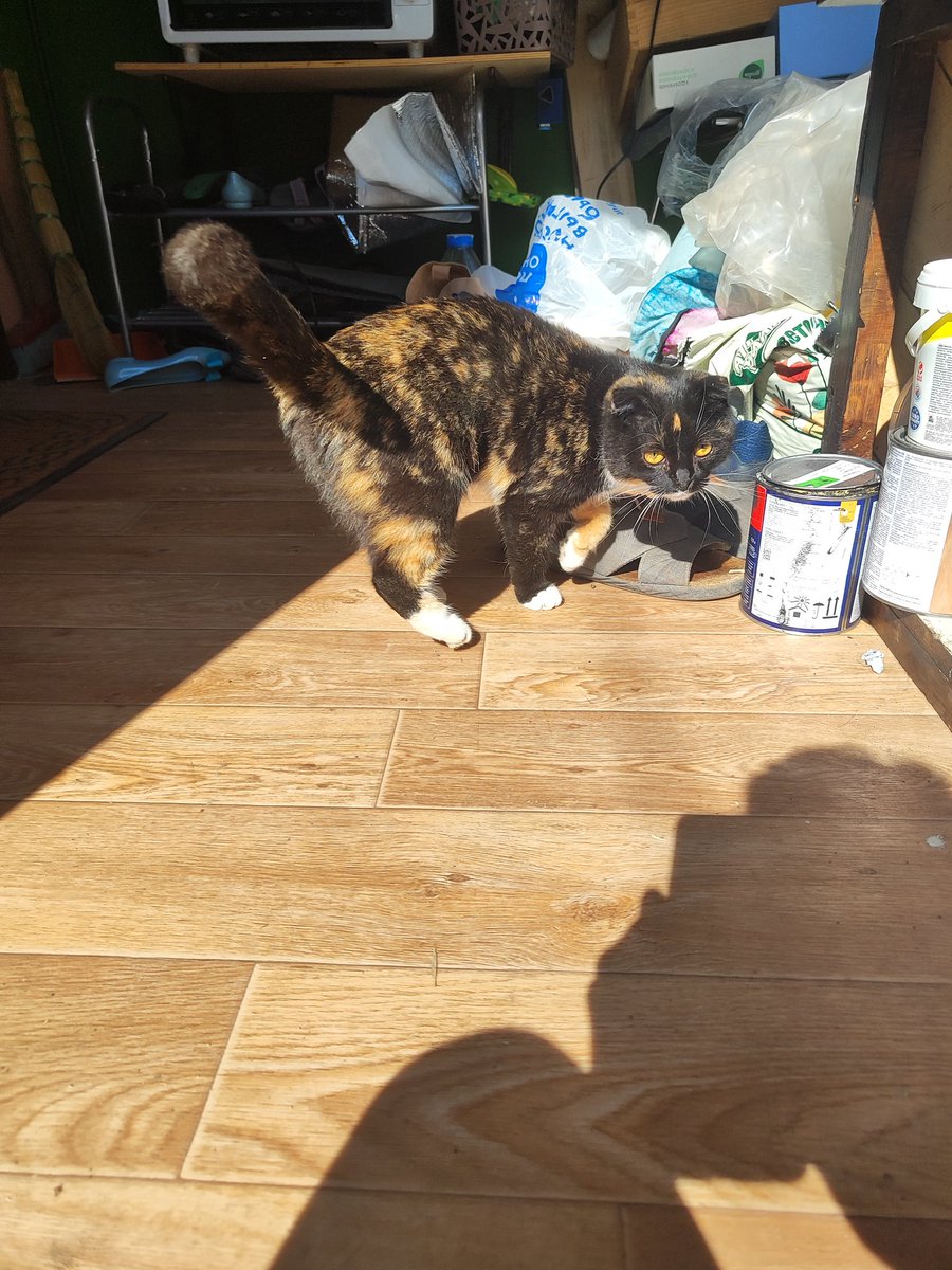 к нам сегодня приходила маленькая шерстяная мурчалка, и я просто в любви, вы посмотрите, а