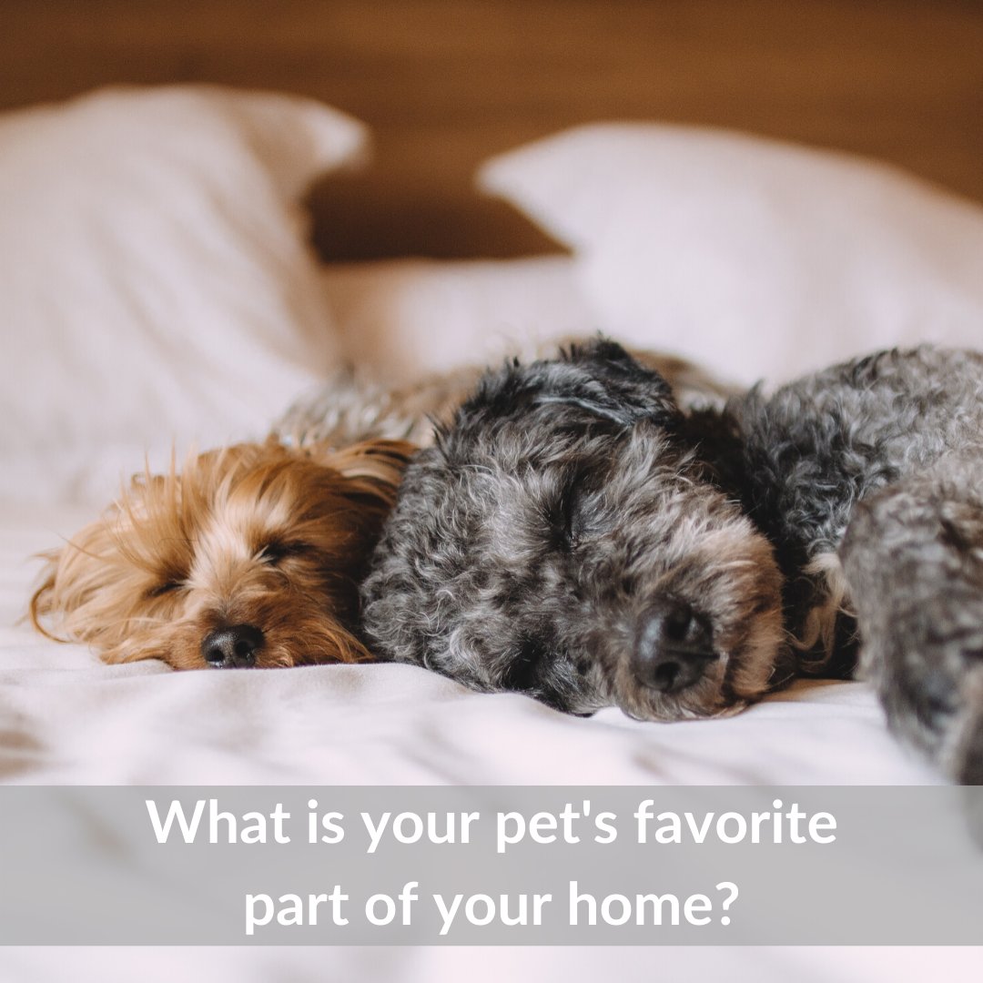 Where are your pets hanging out at home these days?  🐶🐱

#NYCwithTLC, #nycrealestate, #faverealty, #nassaucounty, #kingscounty, #sellmyhouse, #firsttimehomebuyer, #wanttomove, #realestategoals, #brooklynlife, #nyclifestyle, #nycl... facebook.com/22376457098539…