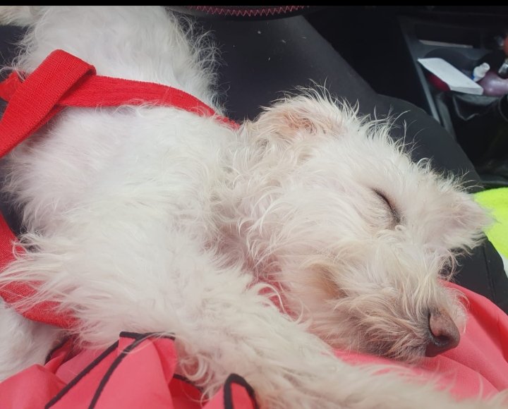 laurasa321368's tweet photo. Mónica estaba hoy en una campaña de adopcion en Costanera, Caba y vieron corriendo a este Angelito. Estaba empapada.
Si sos el dueño, o la conoces o podés darle transito contactate conmigo. Gracias !!!! https://t.co/PLV2FXAgJW