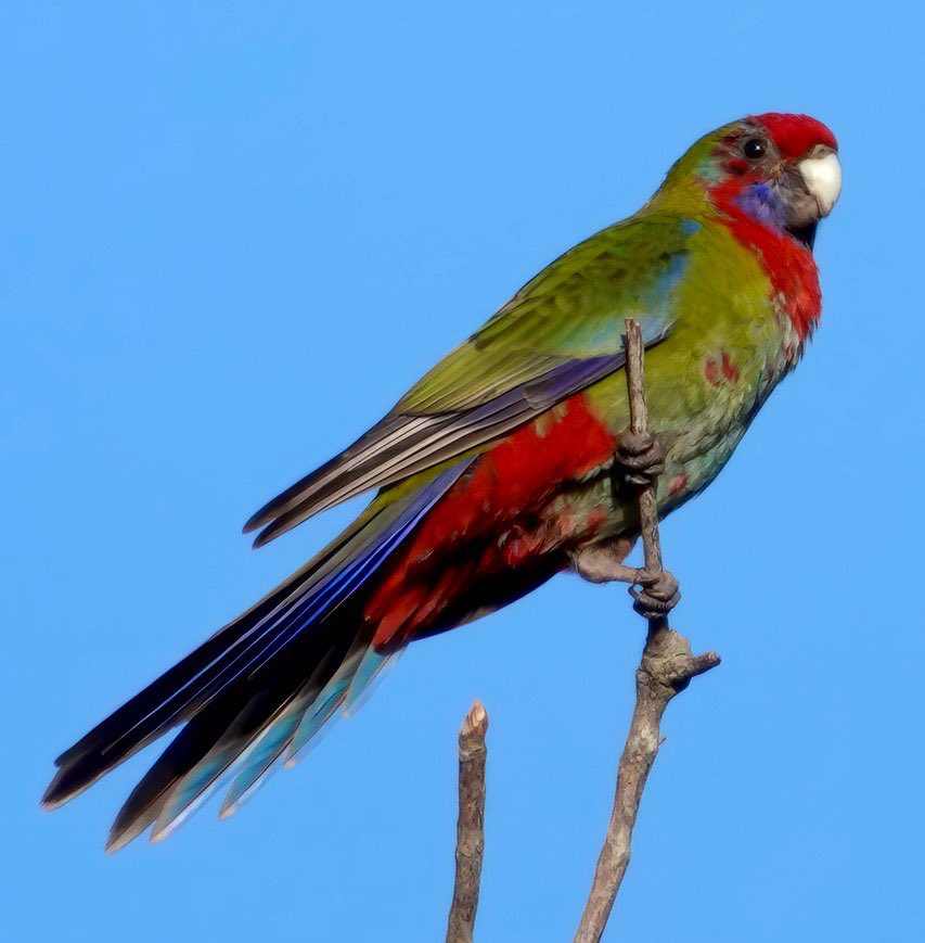 #FirstSeenAndHeard #FSAH 

Seen: Crimson Rosella (immature) Heard: Australian Raven. South Gippsland, Australia

@birdemergency 
#birdwatching #BirdTwitter #birdphotography #WildOz #bird #TwitterNatureCommunity #BirdsSeenIn2023 #SonyRX10iv
