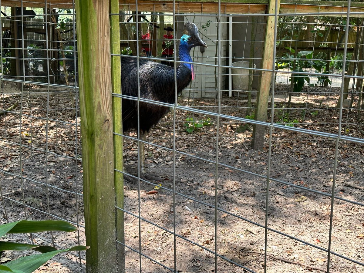 nadeheads's tweet photo. Posted up with the cassowary y’all finches not allowed around our coop https://t.co/gs8iRnHjVY