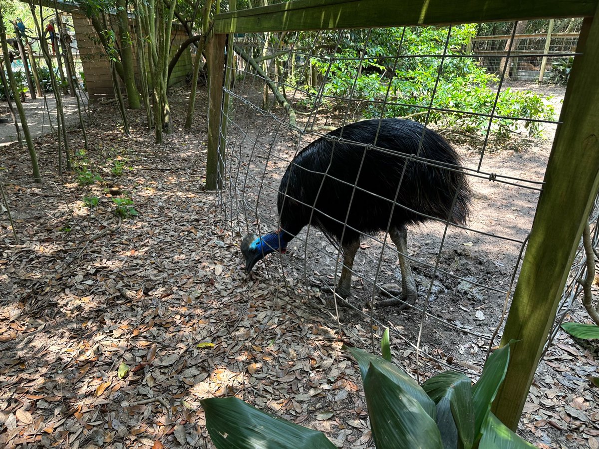 Posted up with the cassowary y’all finches not allowed around our coop