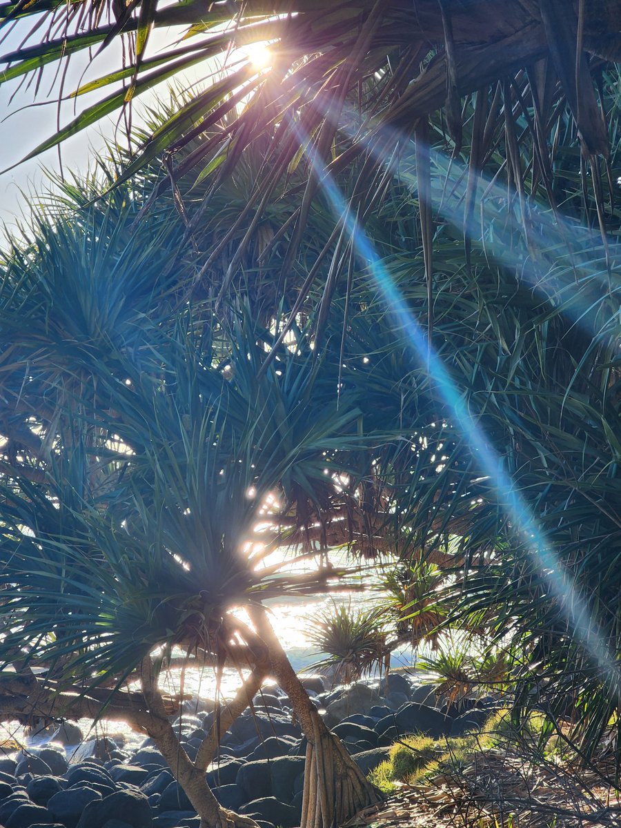 #goodmorning #Queensland #Australia #nature #ocean #sunnymorning #palmtrees #photooftheday #happysunday