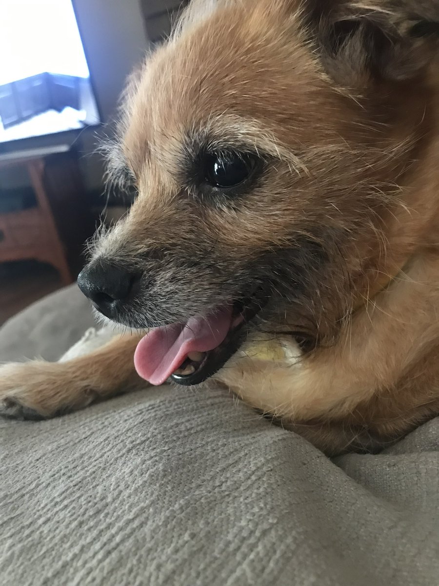 Shawn Thompson tweet media