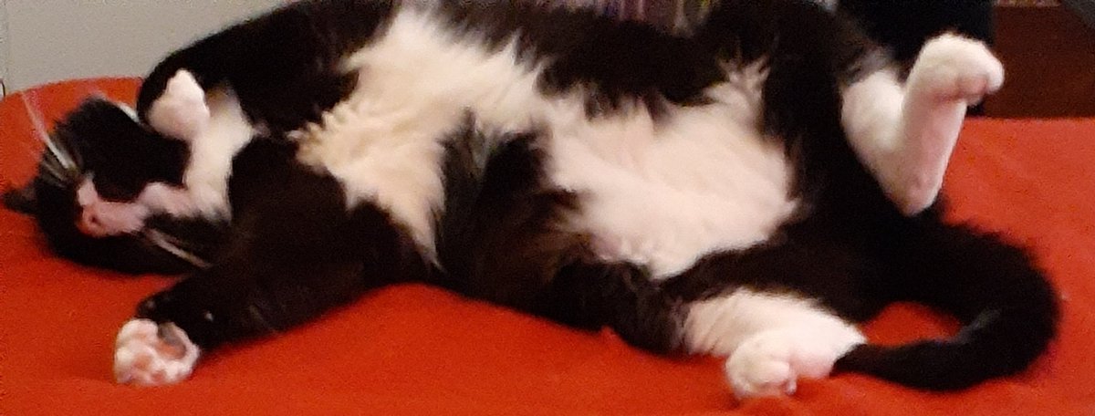 BcBurks's tweet photo. My cat Prince looks like he's quoting Shakespeare, "to be, or not to be, that is the question". Or is he just sleeping?
#CatsOfTwitter #catlover #SaturdayVibes https://t.co/g2X8I8gJCh