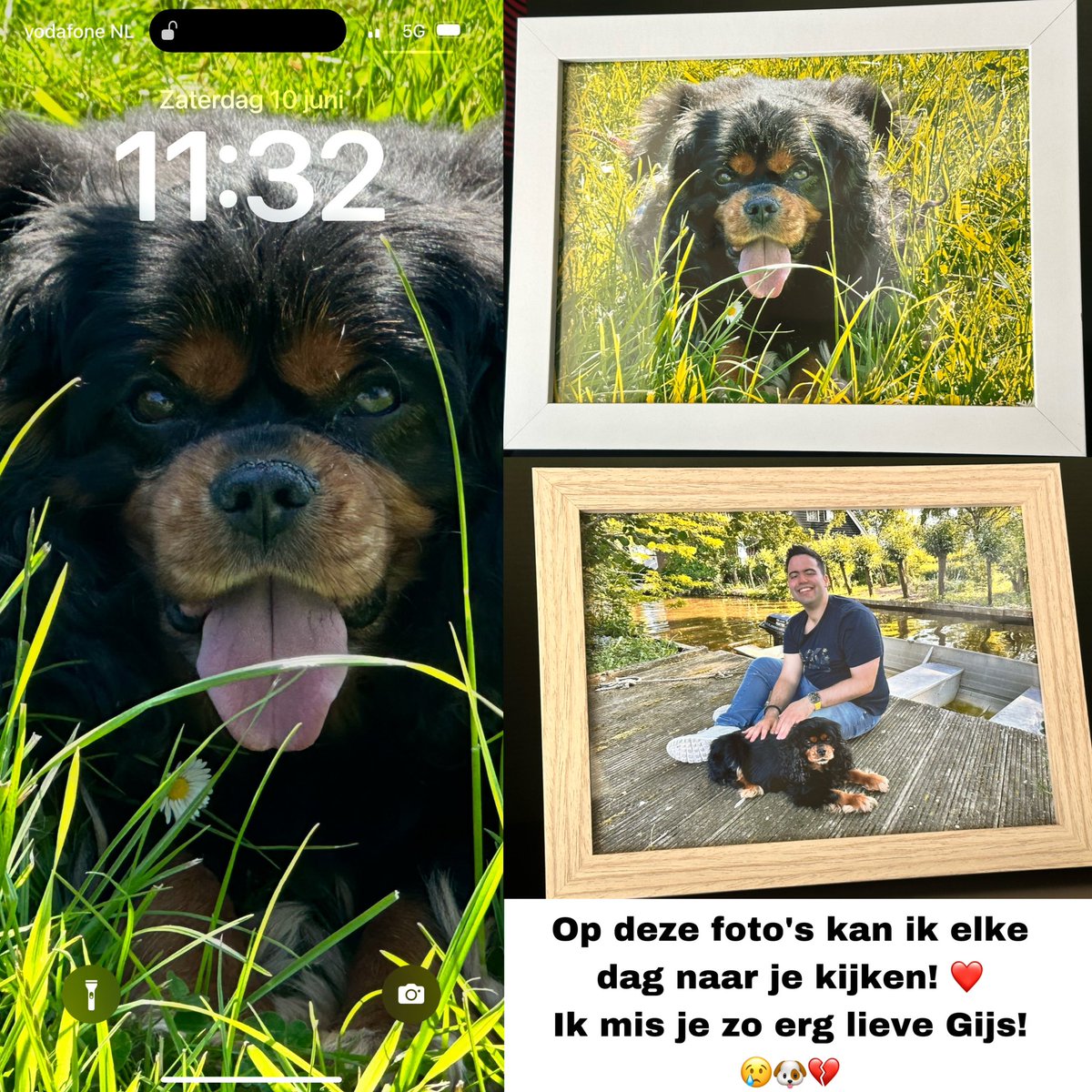 Op deze foto's kan ik elke dag naar je kijken! ❤️ 
Ik mis je zo erg lieve Gijs! 😢🐶💔 #liefstehond #misjezo #missyousomuch #vooraltijdinonshart #herinneringen #altijdbijme #bestdogever #foreverinourhearts #dogmemories