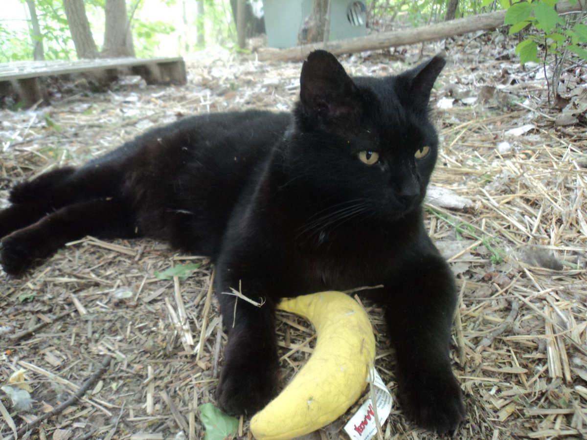 Blackie didn't want to play with his banana, but he made sure no else could either. #CommunityCats #StrayCats #TNR