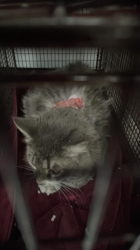 CutePetsAustin's tweet photo. ¡Hola! Me llamo 882694. <b>Description:</b> I am a gray and white, unaltered male, who lo… https://t.co/MMTJ1NGA0L https://t.co/v7v1rOUu7R