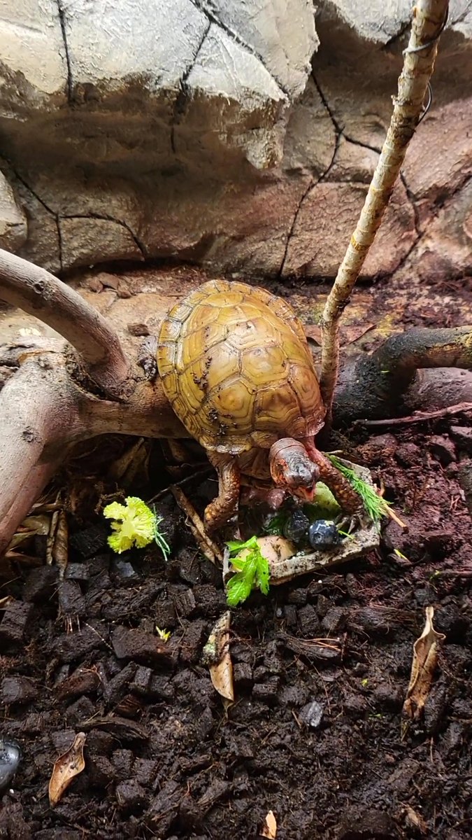 VarietyIzz's tweet photo. Turtle Finds A Clever Way To Eat | Steve's A silly Boy 
https://t.co/3BfJ0OGMRC🐢
#turtle #tortoise #feedingtime #reptiles #sillyanimals #turtlepet #petturtle
Today, I did some landscaping in Steeves' enclosure and fed him his meal. However, when I returned from washing my hands in the bathroom, I stumbled upon a funny little surprise.

Less than 3 hours left to enter our Steam key giveaway! https://t.co/cKCK11cQZ5

🎥 For more exciting content, check out my other videos on my channel [https://t.co/YmLwclJFsc]. There, you'll find a delightful mix of organic discount cooking, our silly pets, and random shenanigans, as I explore creative recipes and share my passion for healthy, additive-free ingredients.