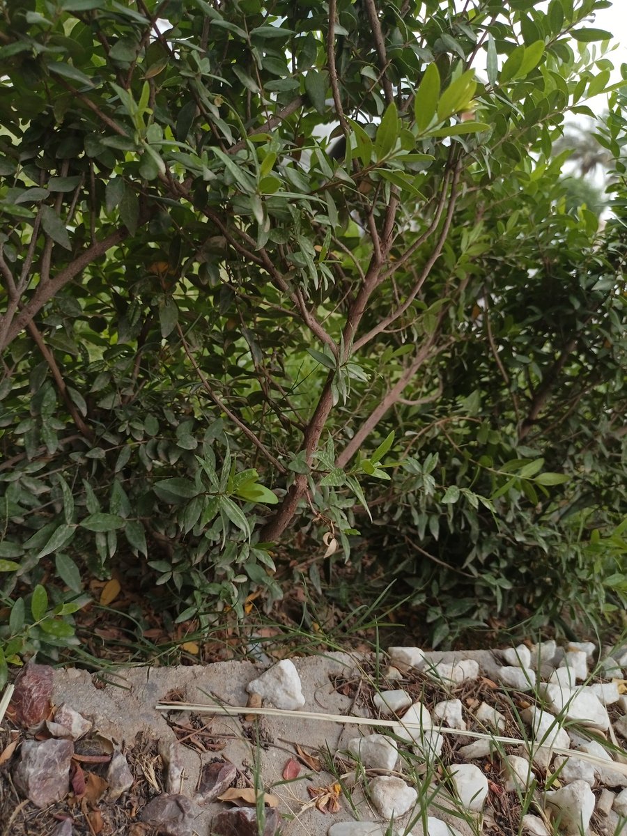 Nativejune45's tweet image. Home is a place  where you find a green tree , lie down under it and enjoy the blossom perfumes and let the ants and bugs crawl all over your body, that was  this afternoon when taking my son to pay a visit to dermatologist  not gonna hide it away from you guys i had an hour nap