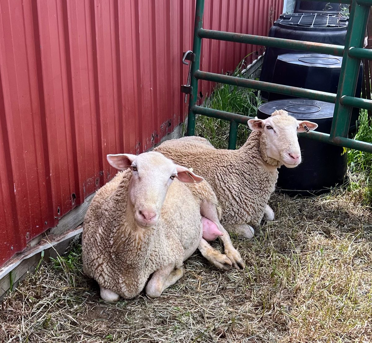 EWE better believe it! 
Agriculture in the Classroom is a fantastic way to implement STEM learning for grades K-12. Find out more at iowaagliteracy.org <a href="/IowaAgLiteracy/">Iowa Agriculture Literacy Foundation</a>