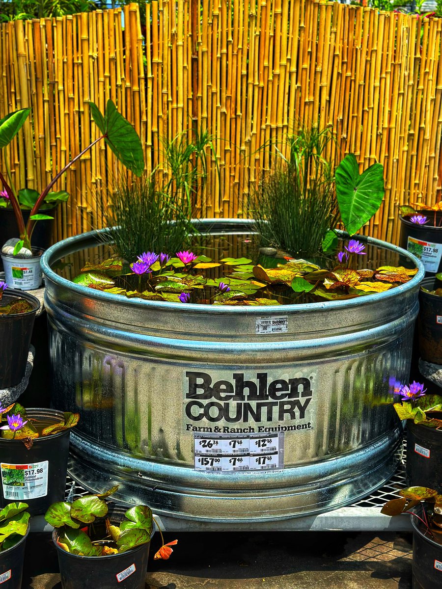 KimoSchuwer's tweet photo. 1704 Kona HomeDepot water plants. Chill down and relax @LydiaveliaLydia @lalelei3 https://t.co/Gjloe5gYh8