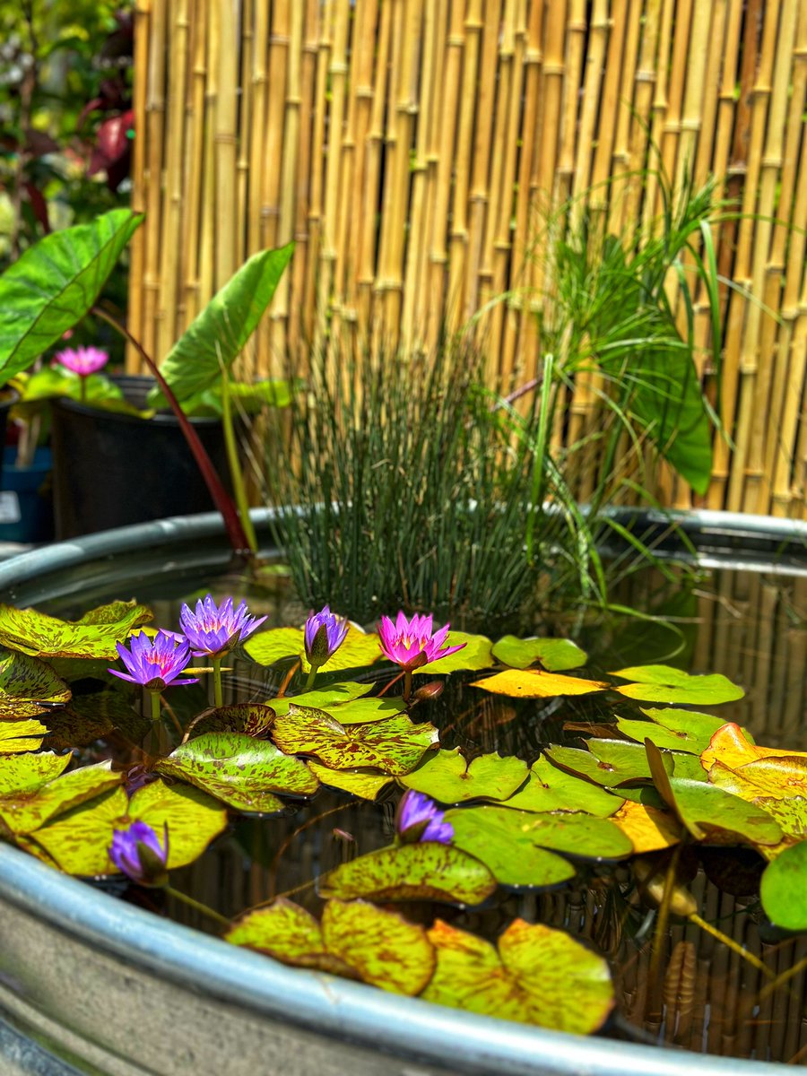 KimoSchuwer's tweet photo. 1704 Kona HomeDepot water plants. Chill down and relax @LydiaveliaLydia @lalelei3 https://t.co/Gjloe5gYh8