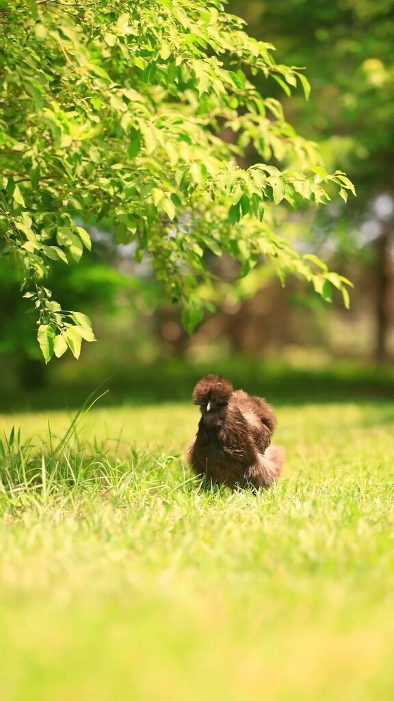 pocketmacro's tweet image. The chickens enjoying a lovely day 🥰💖, and today they are all sheltering themselves from the rain 😁 #silkies #chickens #fluffychickens #silkiechickenshttps://instagr.am/reel/CtU1ex9Psvt/