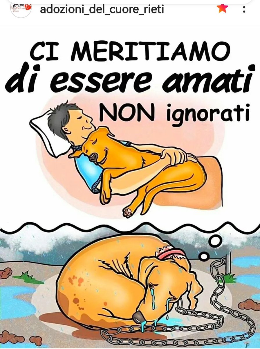 ADOTTATE DAI #CANILI 🙏🏻 #AdoptDontShop #adottanoncomprare #adottauncanedalcanile #adottauncucciolo #adottauncaneadulto #adottauncaneanziano #adottauncanemalato #adozionidelcuore #adottami