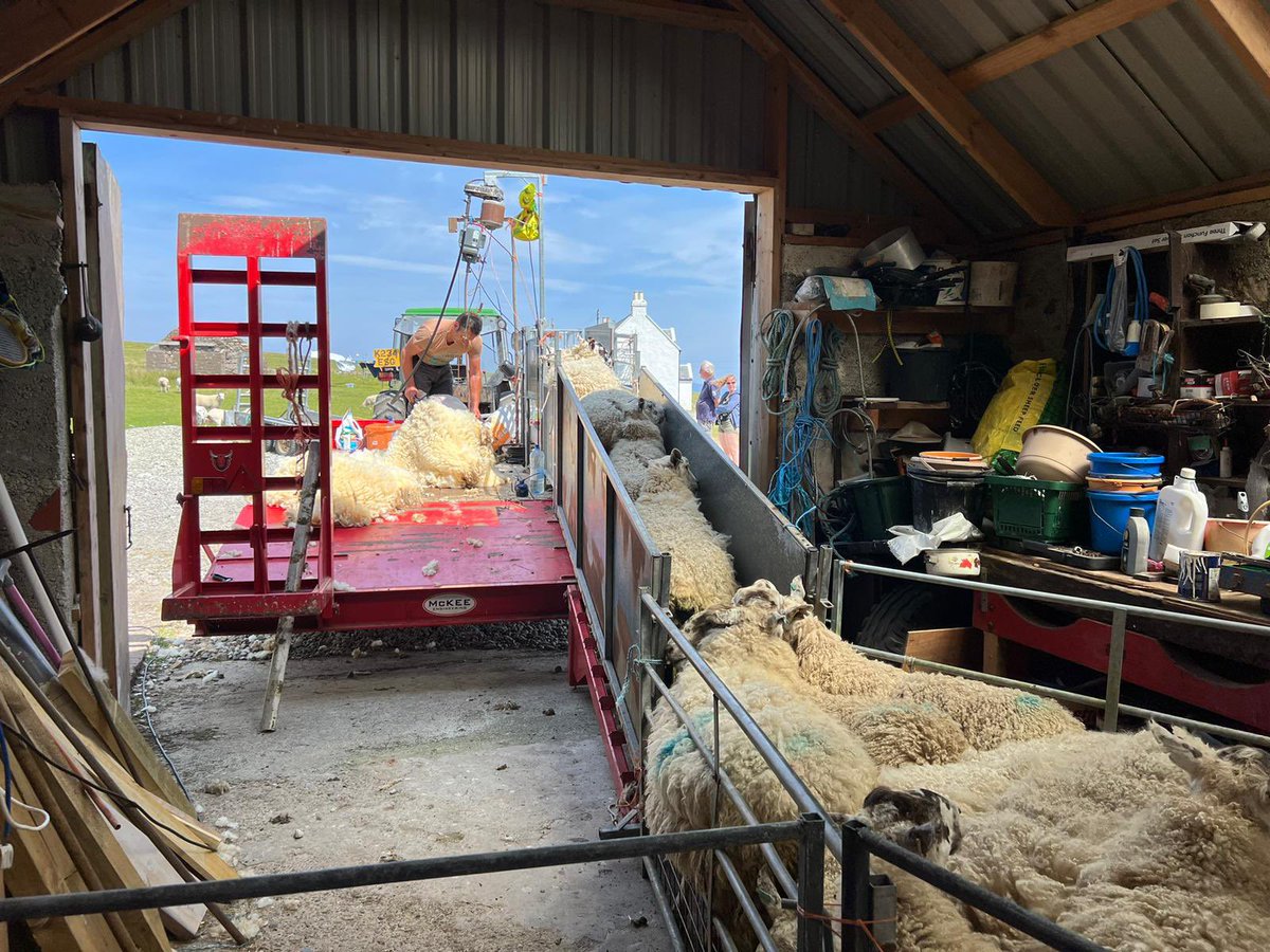 macinnes_john's tweet photo. Teuchter shearing doing the job @ionacampsite great quality mule wool coming off for @ionacraftshop #local #sustainable #nobull #ionawool @joannemacinnes https://t.co/nyPaF1M3Z5
