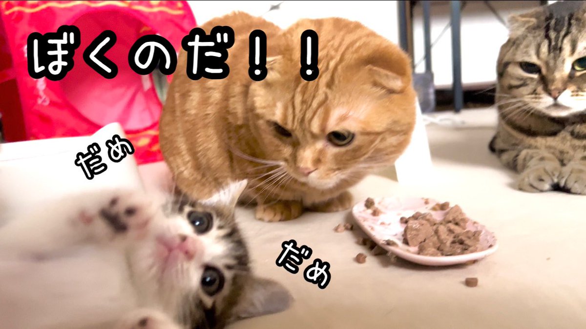 食い意地の強い子猫が、しれっと残飯処理だけ兄猫に依頼しましたwwww【預かり保護猫】

動画
youtu.be/ih9KqZgH1SU #子猫 #保護猫 #猫