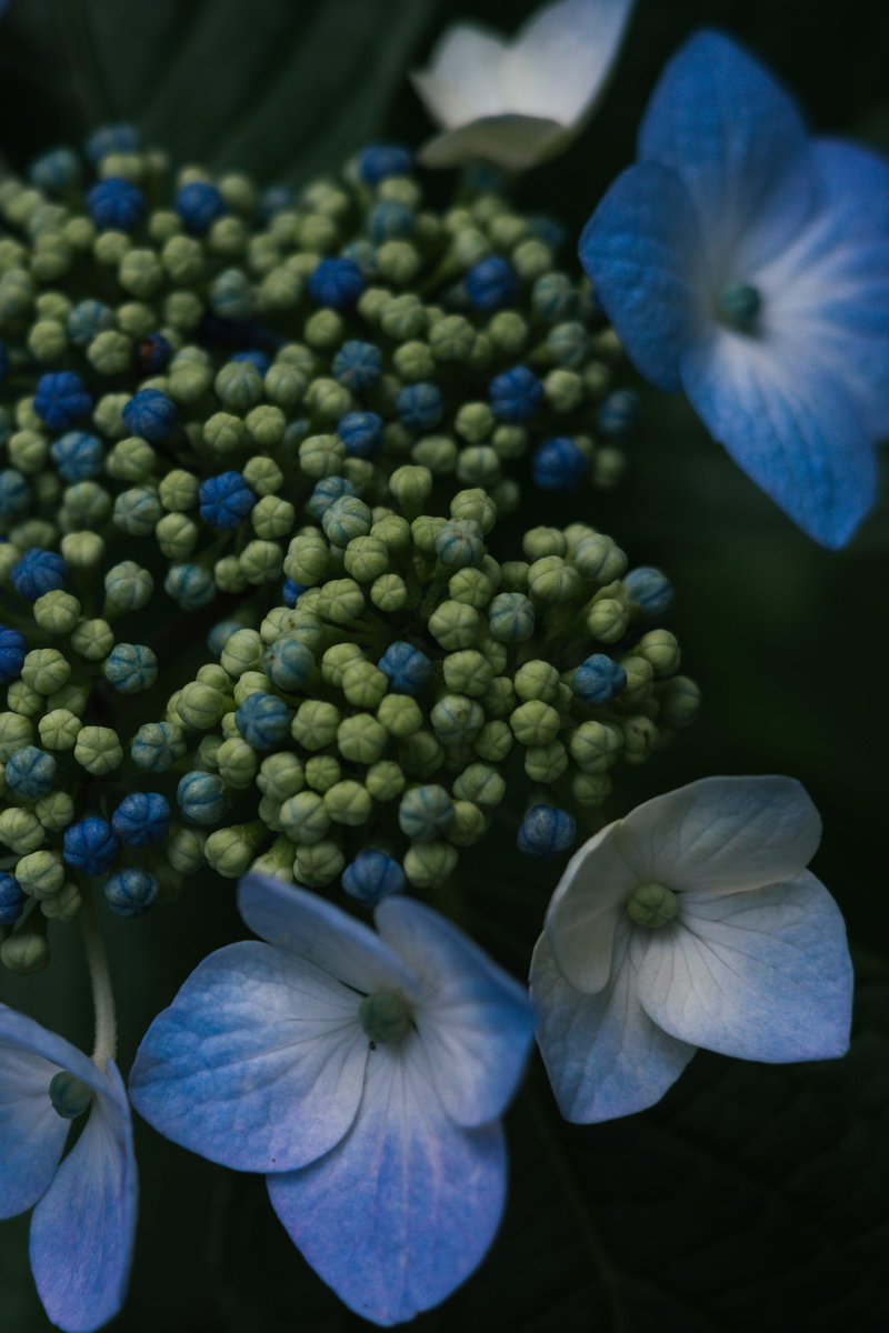 addictedtozeiss's tweet photo. この時期は紫陽花さんぽが捗ります
#紫陽花　
カメラ: #gr3x
プリセット: Noctone blue/@photograpark 

#ファインダー越しの私の世界　#写真撮ってる人と繋がりたい #写真好きな人と繋がりたい　#写真の奏でる私の世界 https://t.co/ajEDUJlf1R