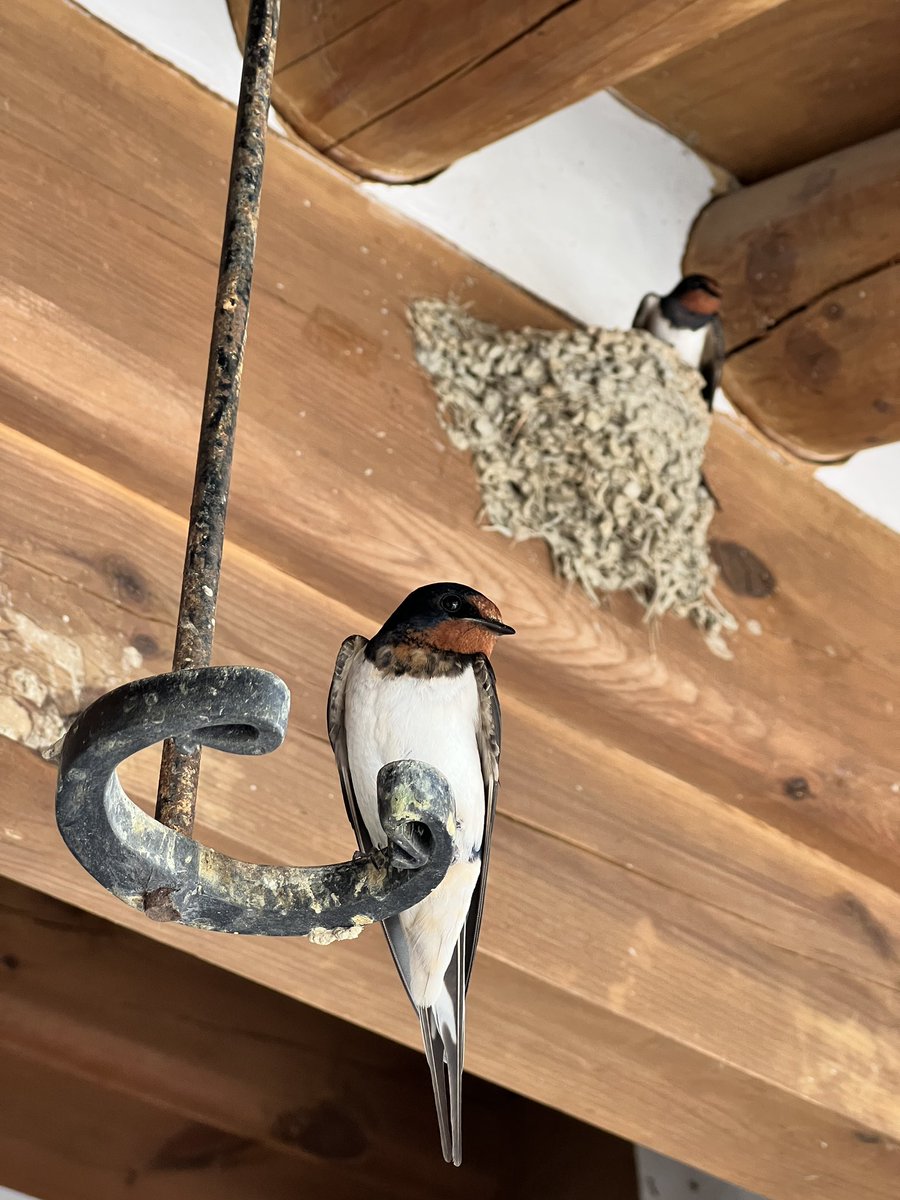 Swallows, Namyangju