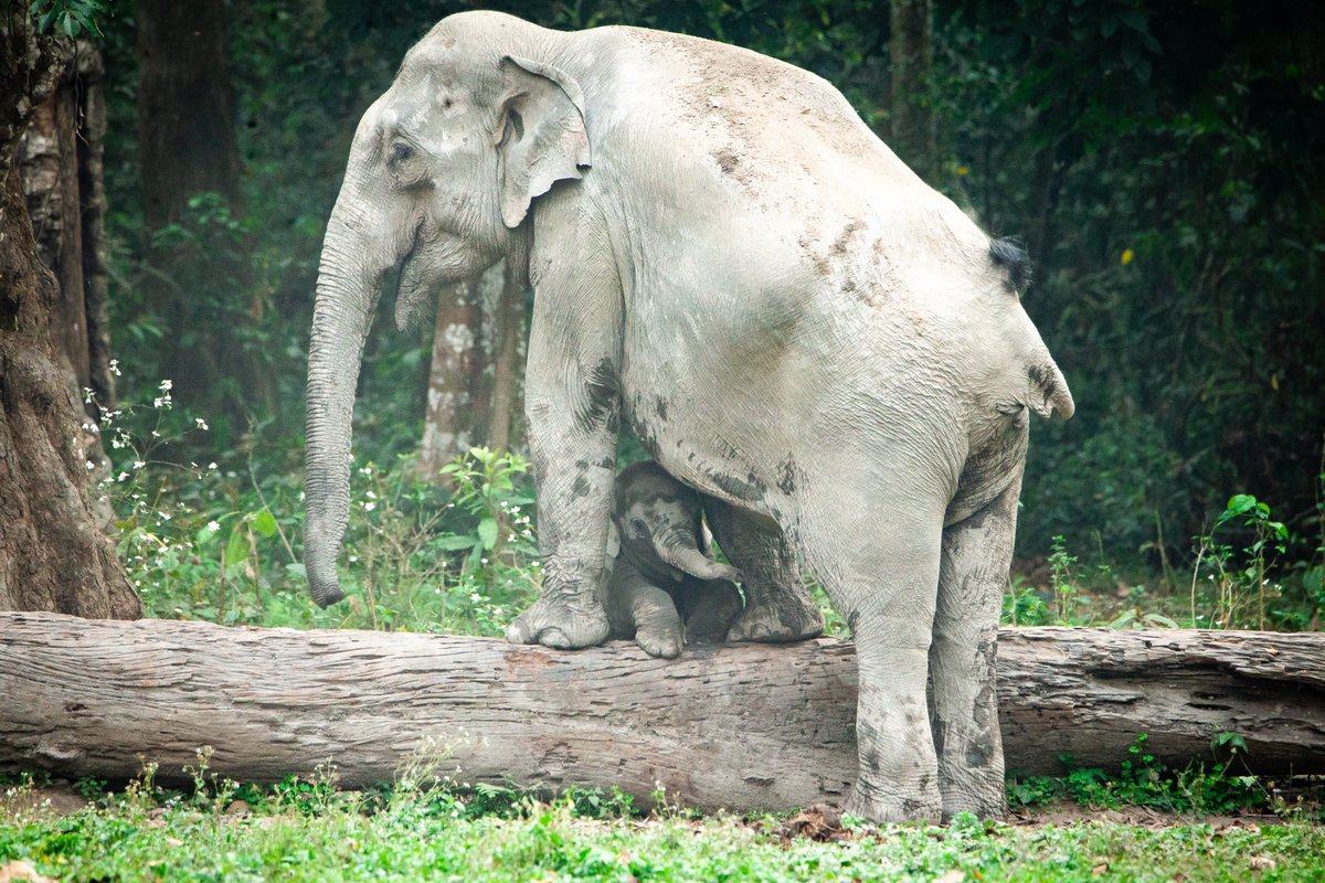 Parveen Kaswan, IFS tweet media