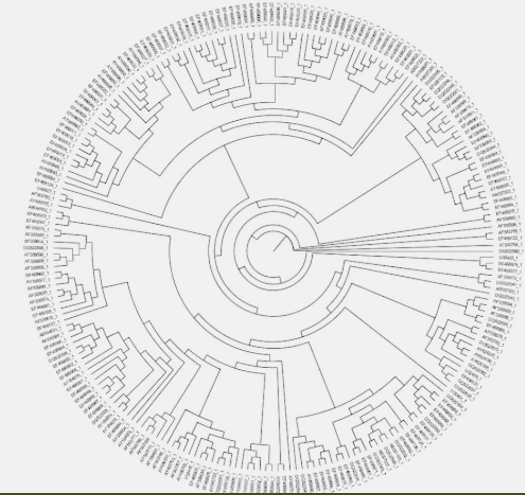 rgarciasandoval's tweet image. Trabajos de estudiantes de segundo semestre, estados ancestrales en #phytools en #rstats #RStudio Distribución, morfología y una filogenia de 250 puntas y chilaquiles...