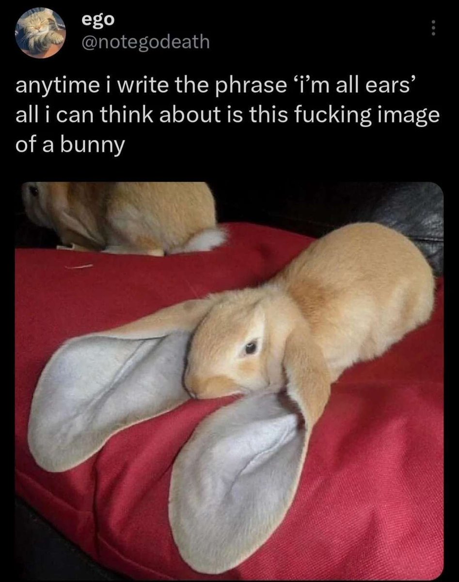 mischiefanimals's tweet photo. goodnight bunny bros https://t.co/9JD1xLUeE0