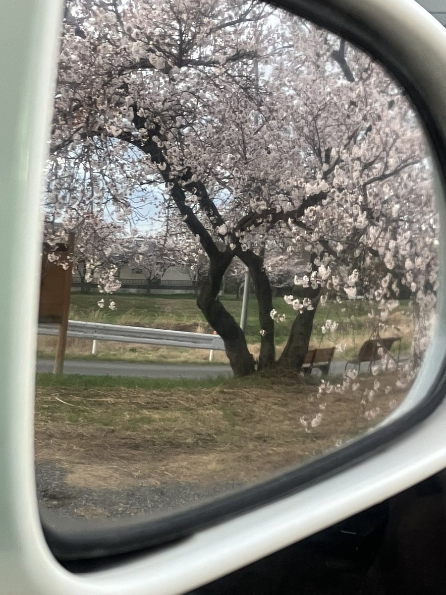 桜🌸
児玉千本桜
3.24