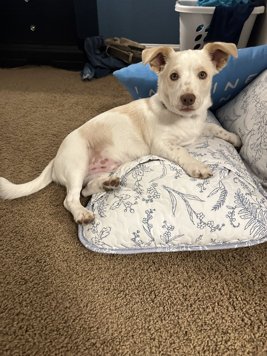 Anomally tweet media