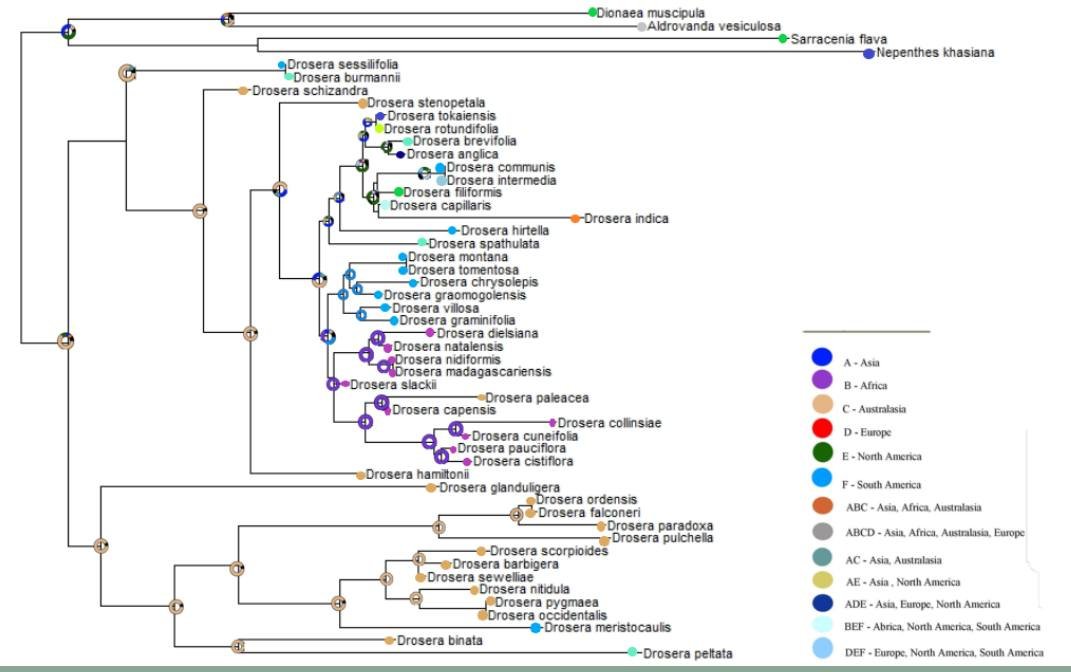 rgarciasandoval's tweet image. Trabajos de estudiantes de segundo semestre, estados ancestrales en #phytools en #rstats #RStudio Distribución, morfología y una filogenia de 250 puntas y chilaquiles...