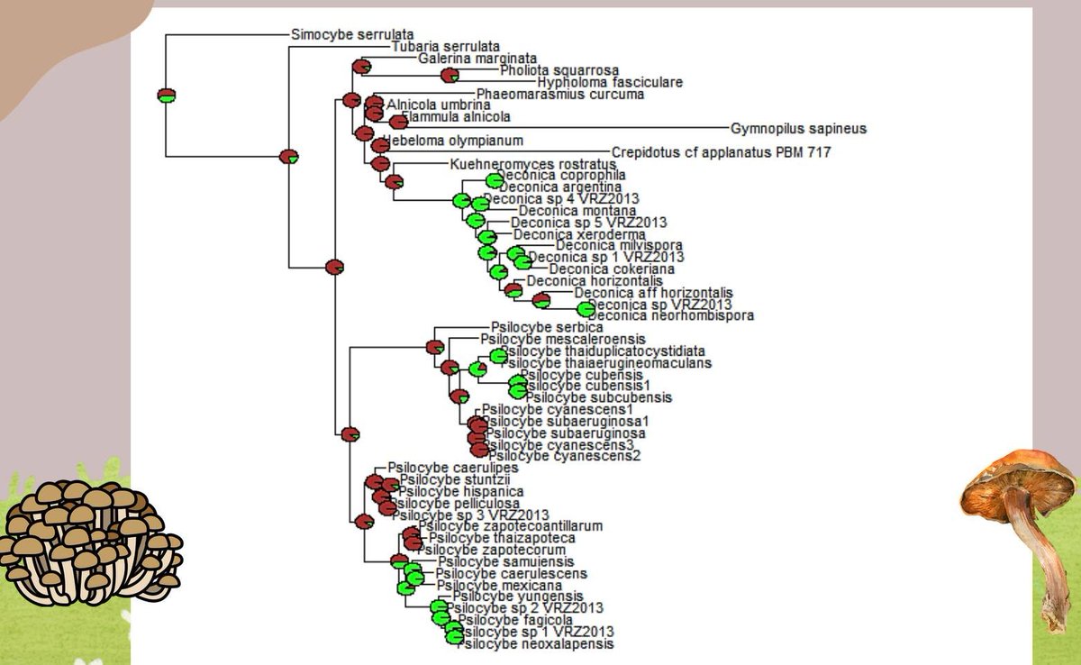 rgarciasandoval's tweet image. Trabajos de estudiantes de segundo semestre, estados ancestrales en #phytools en #rstats #RStudio Distribución, morfología y una filogenia de 250 puntas y chilaquiles...