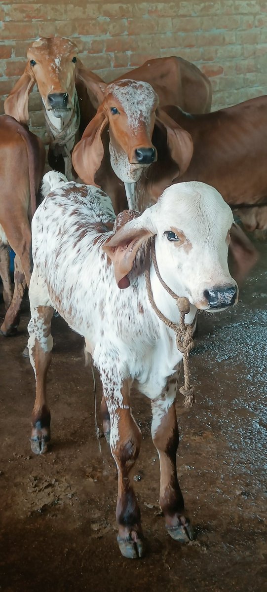 Ready to say Goooooood Morning 🌞
जय गौमाता।