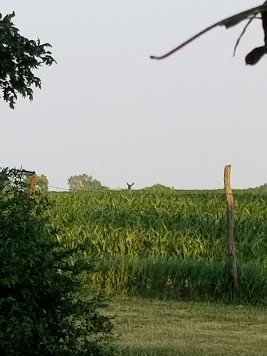 JulianeHood's tweet photo. @CarlBovisNature That happened to me Thursday night when walking out to my garden. https://t.co/pbPxfa0jQD