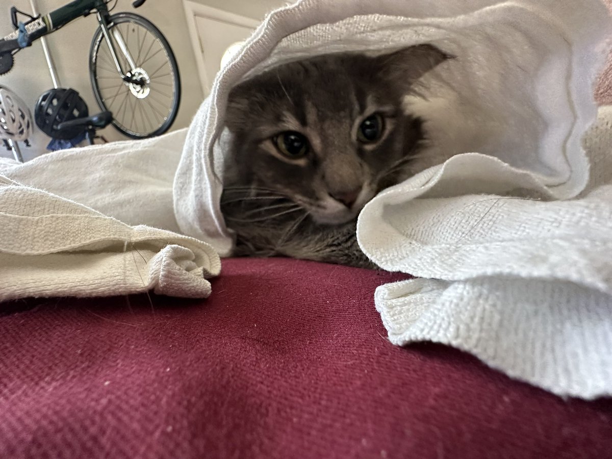 MoiraCalicoCat's tweet photo. Yeah, I’m baby 🥺 https://t.co/faVHXTUIG0