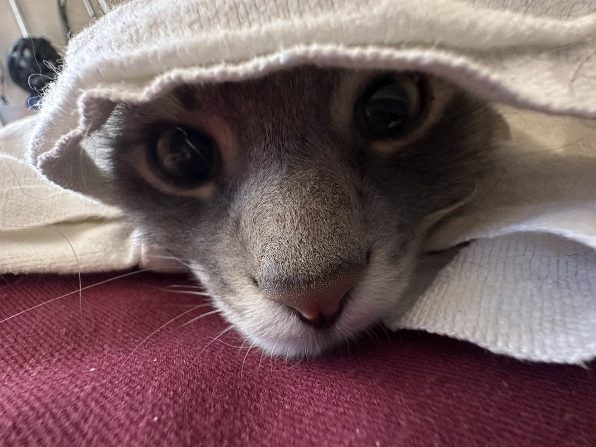 MoiraCalicoCat's tweet photo. Yeah, I’m baby 🥺 https://t.co/faVHXTUIG0
