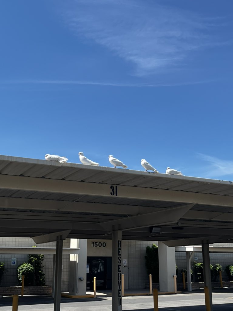 trianagando_'s tweet image. I like to think my five new bird friends were good luck for the @GoldenKnights #onemorewin