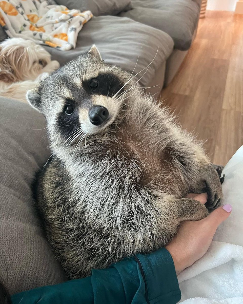 Raccoons Hourly (@raccoonhourly) on Twitter photo 