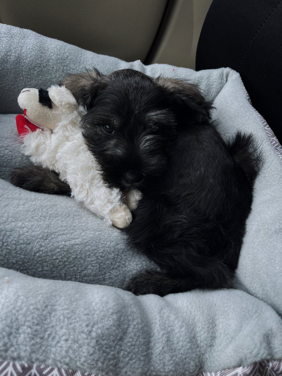 MEET OUR SON, OZZY 🖤