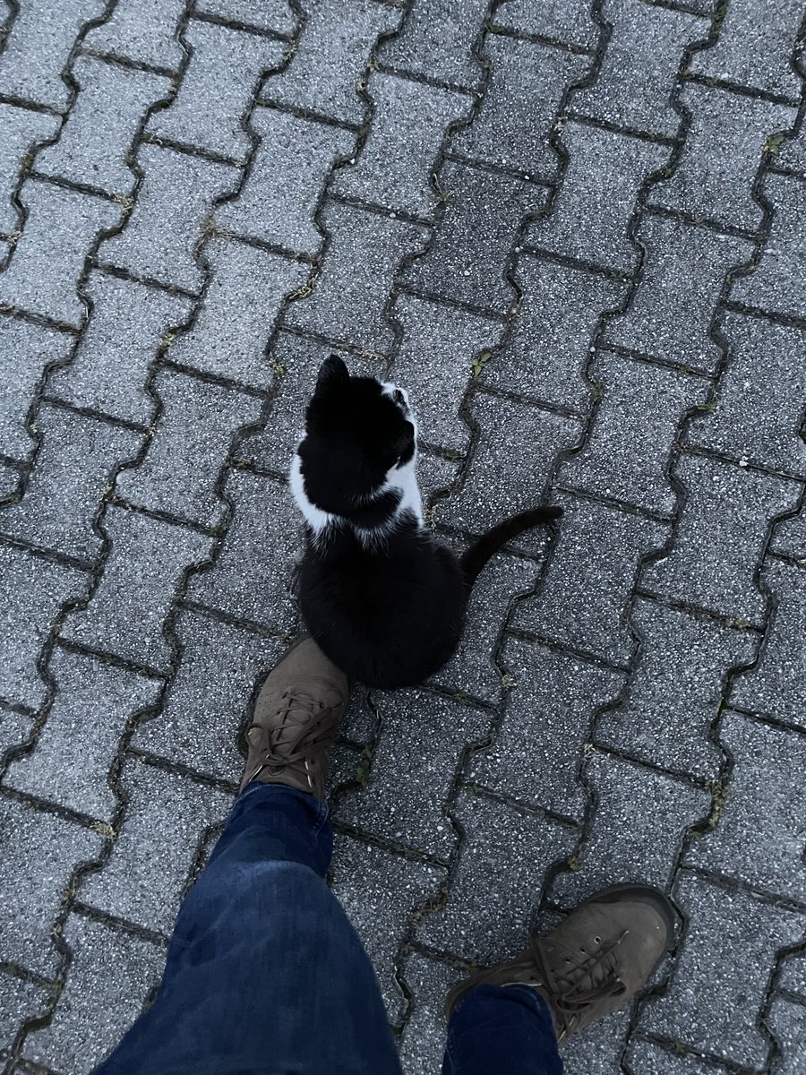 Military History Visualized on Twitter "Got me a guard cat 🐱 walked up