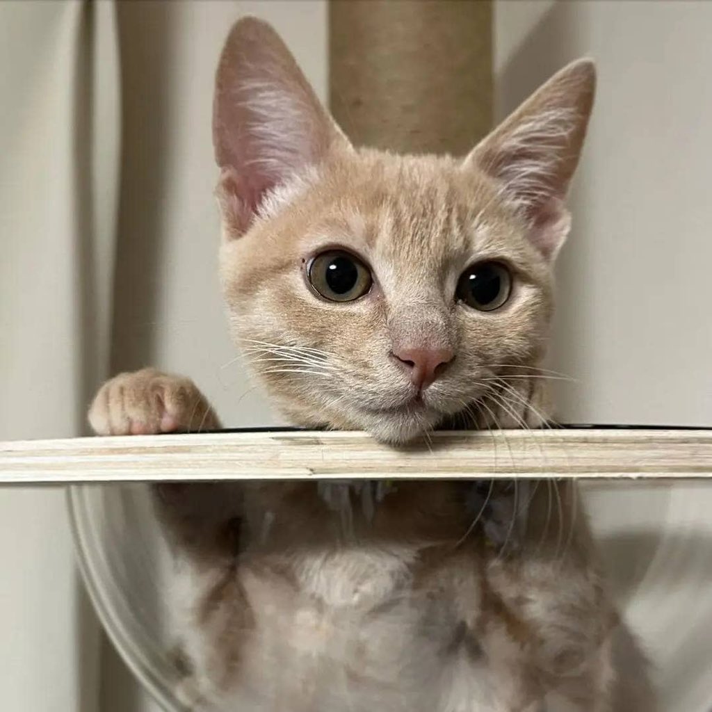 Mac (@liumac2) on Twitter photo 